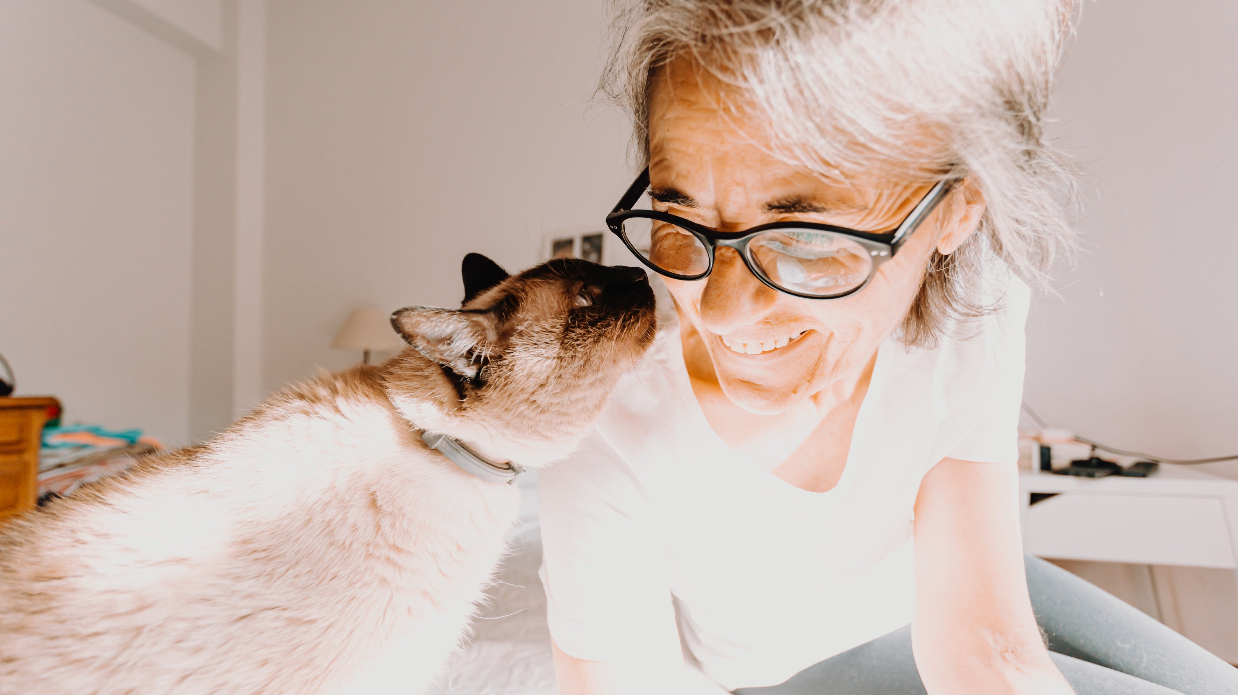 Tips voor de beste plek voor een klimmuur voor je kat