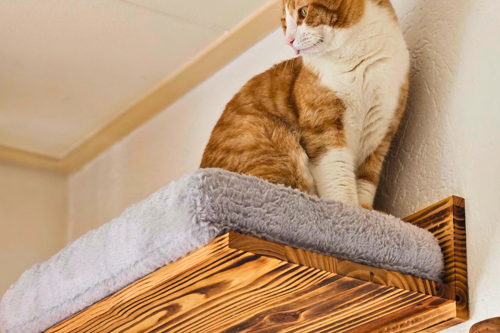 Kattenbed wandmontage Pawkour