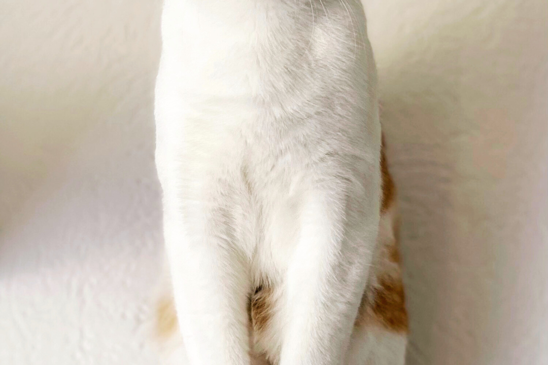 Kat die zit op een klimtrede van Pawkour