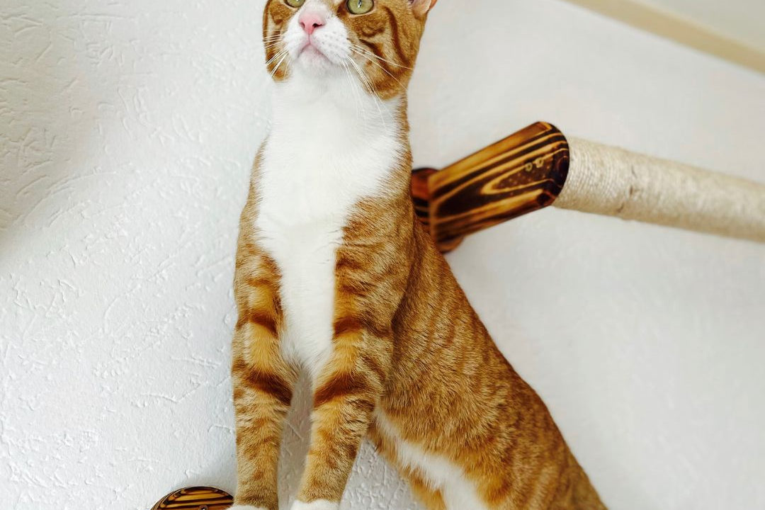 Pawkour klimtrede purrfect playtime set