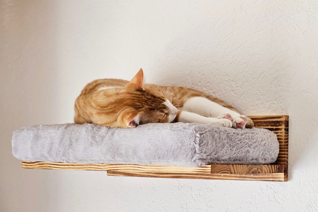 Purrfect playtime set wandligbed Pawkour