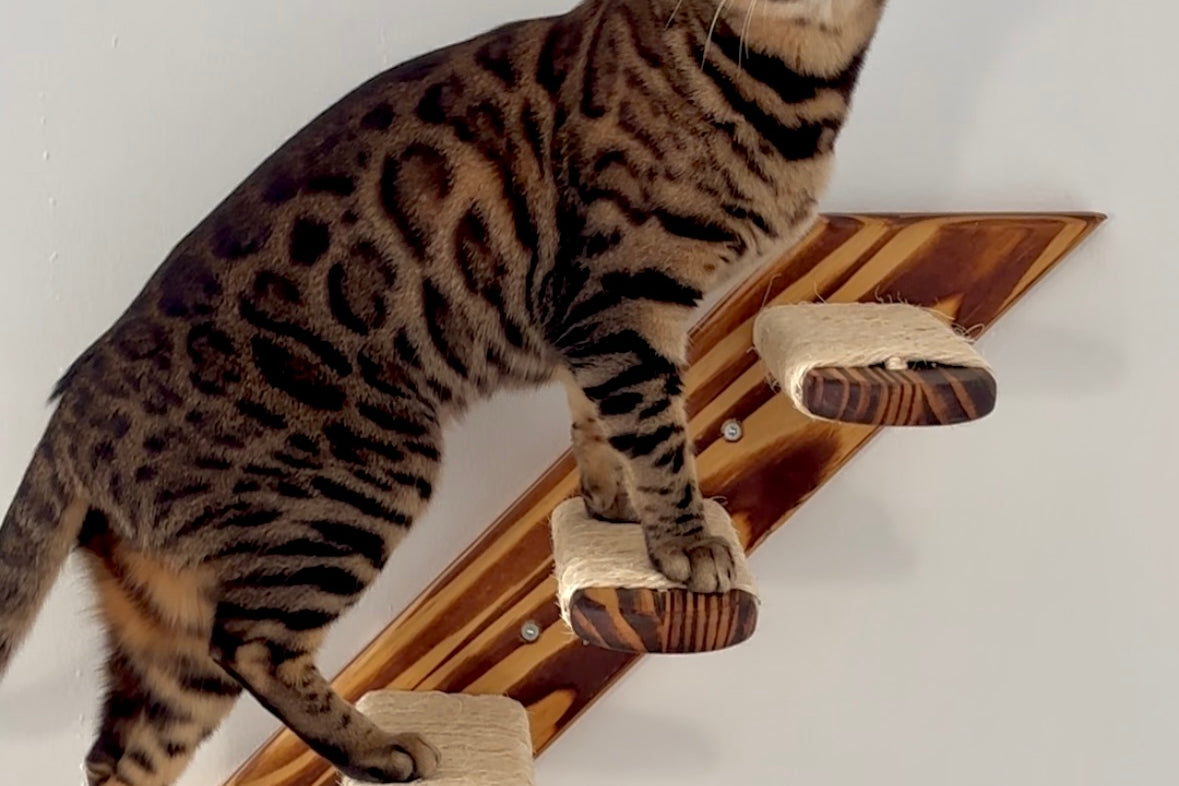 Pawkour wandgemonteerde trap voor katten