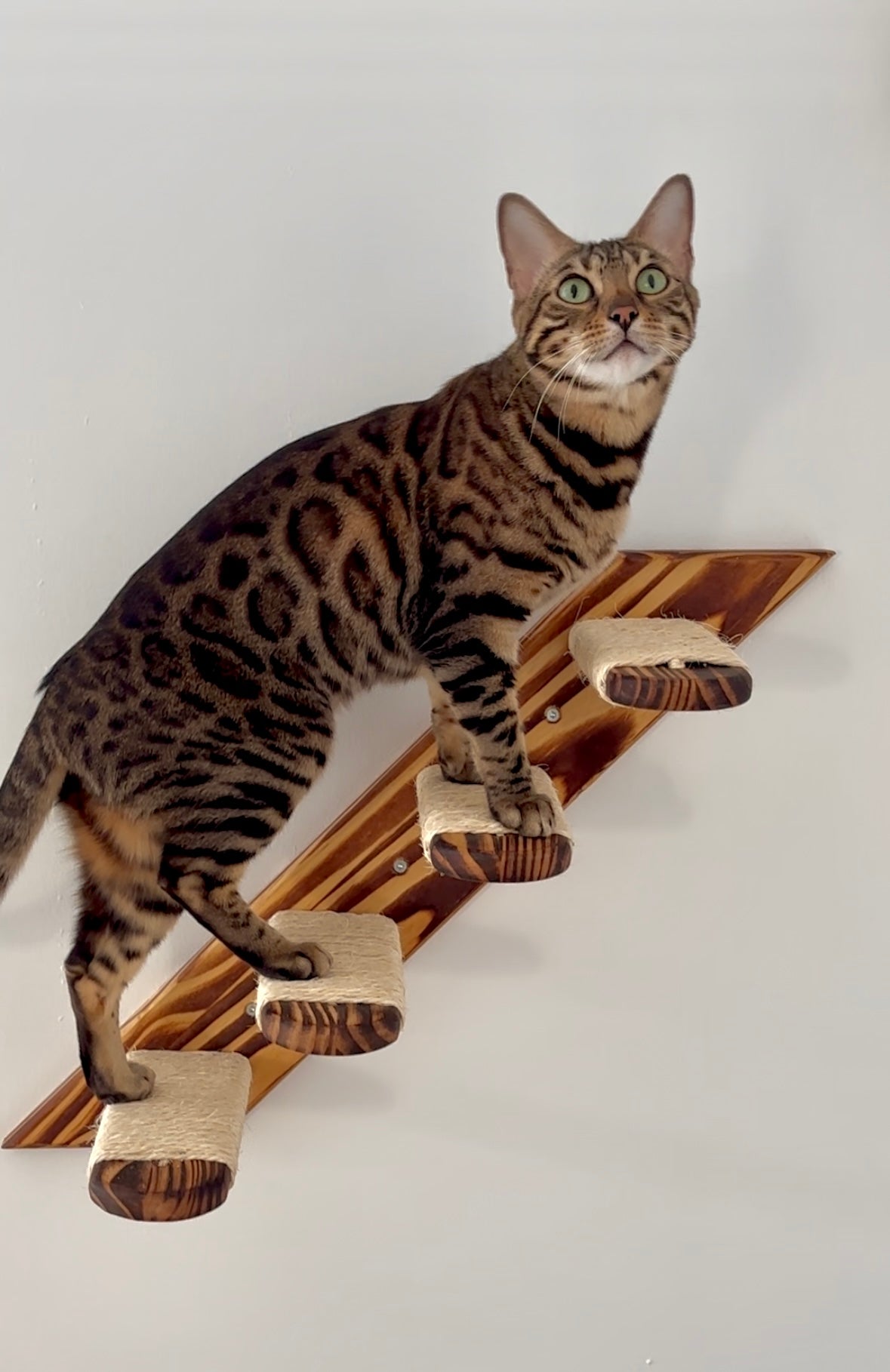 Pawkour wandgemonteerde trap voor katten