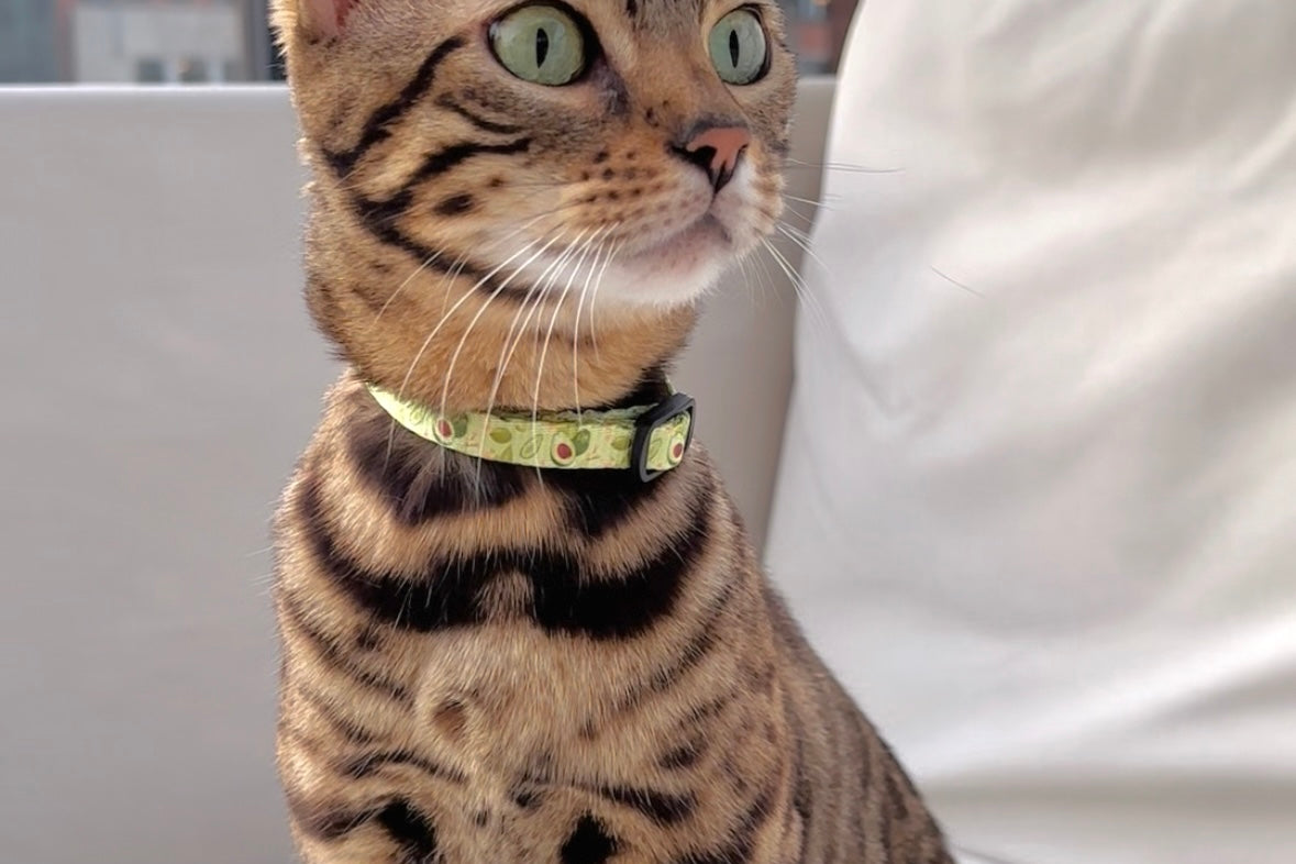 Pawkour kattenhalsband Avocado Trail