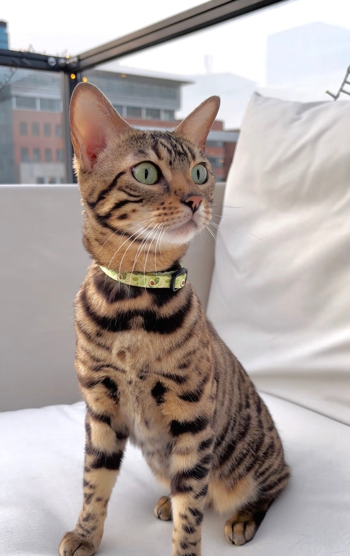 Pawkour kattenhalsband Avocado Trail