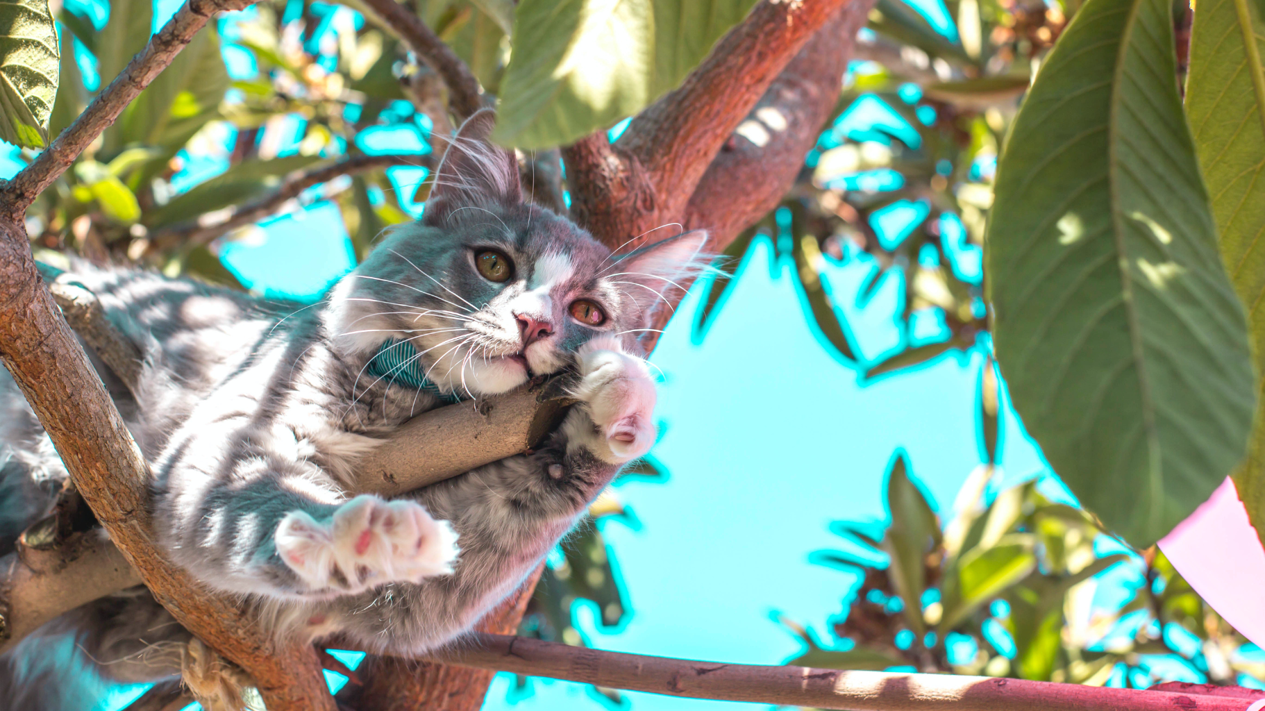 Waarom katten graag klimmen