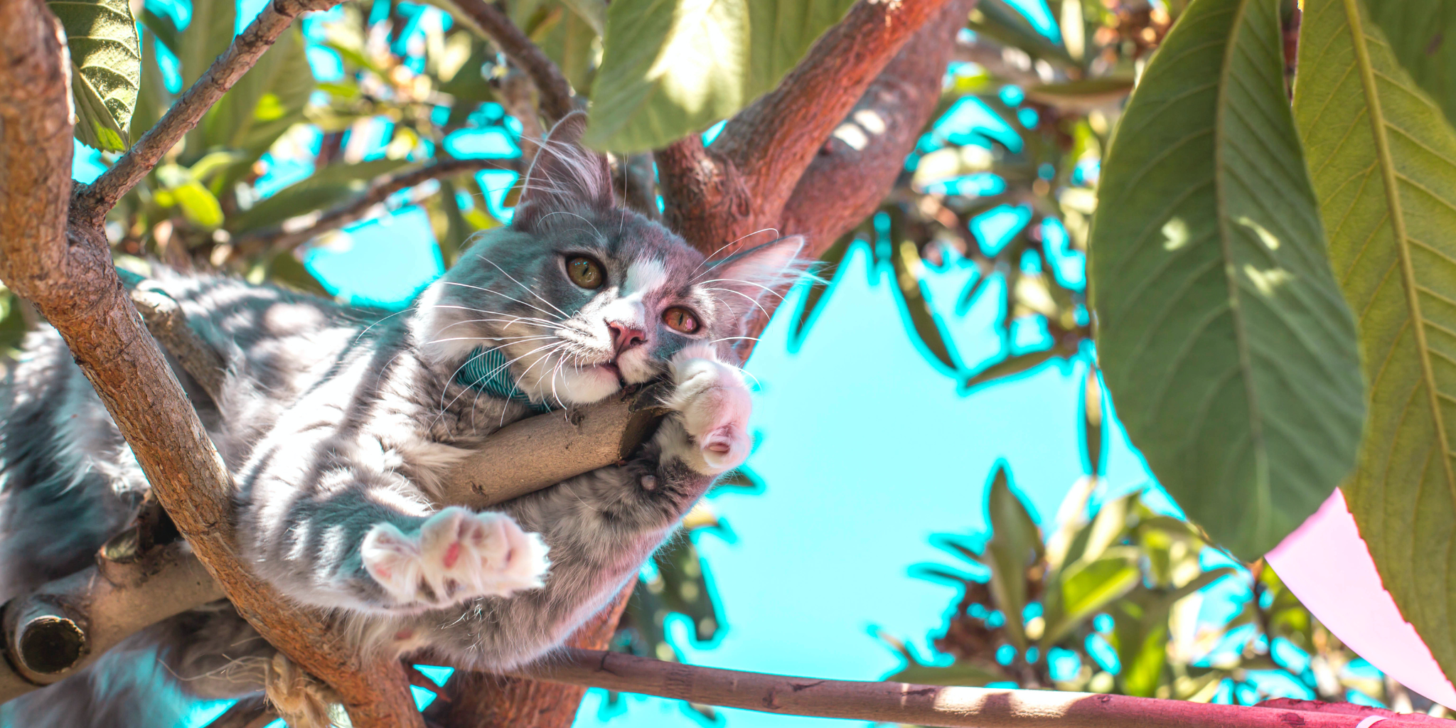 Waarom katten graag klimmen