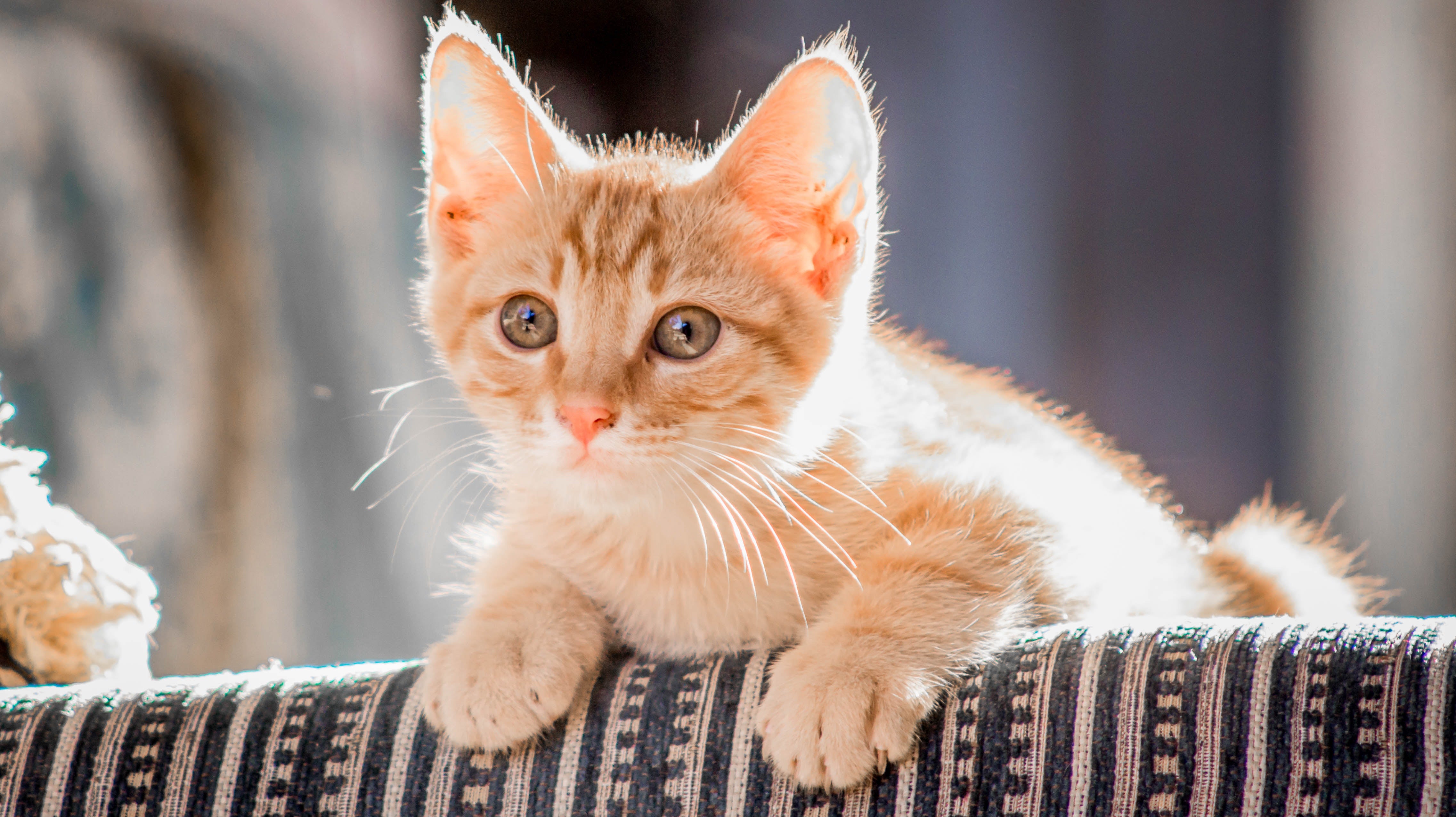 tips voor nieuwe kitten in huis bij andere kat