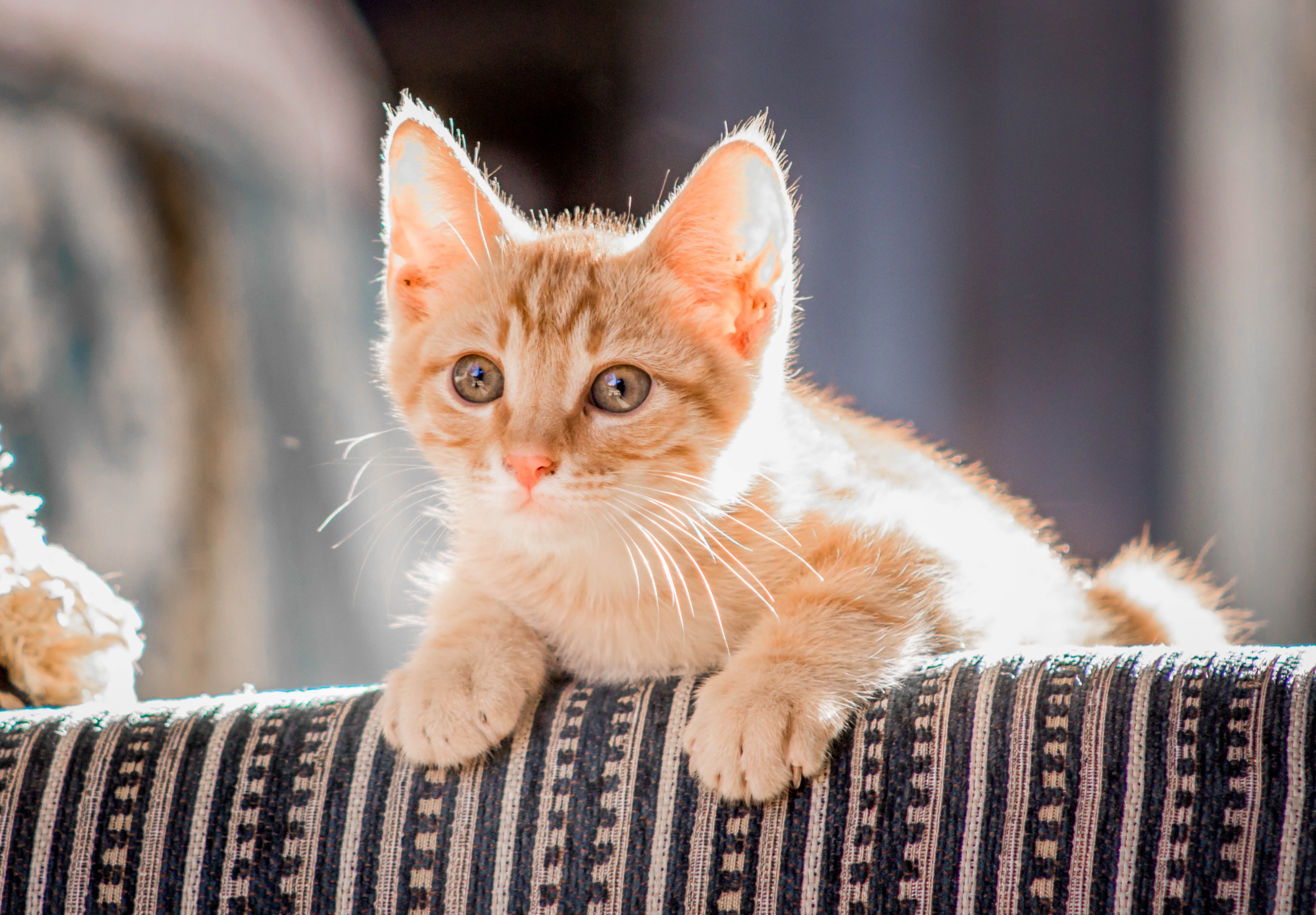 tips voor nieuwe kitten in huis bij andere kat