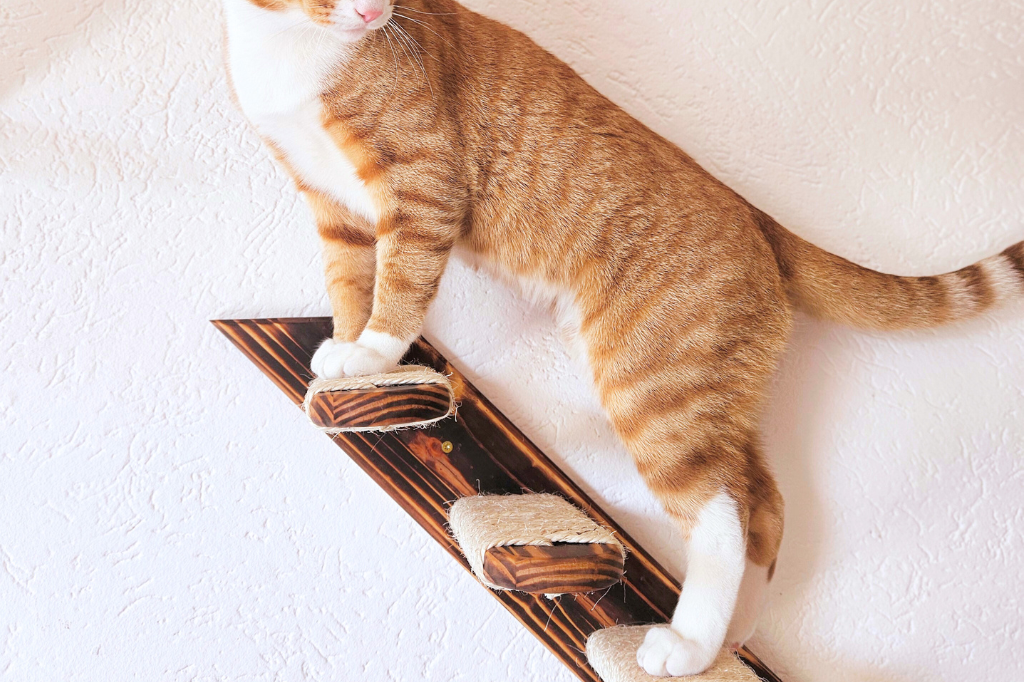 Kat gebruikt de wandmontage trap van Pawkour
