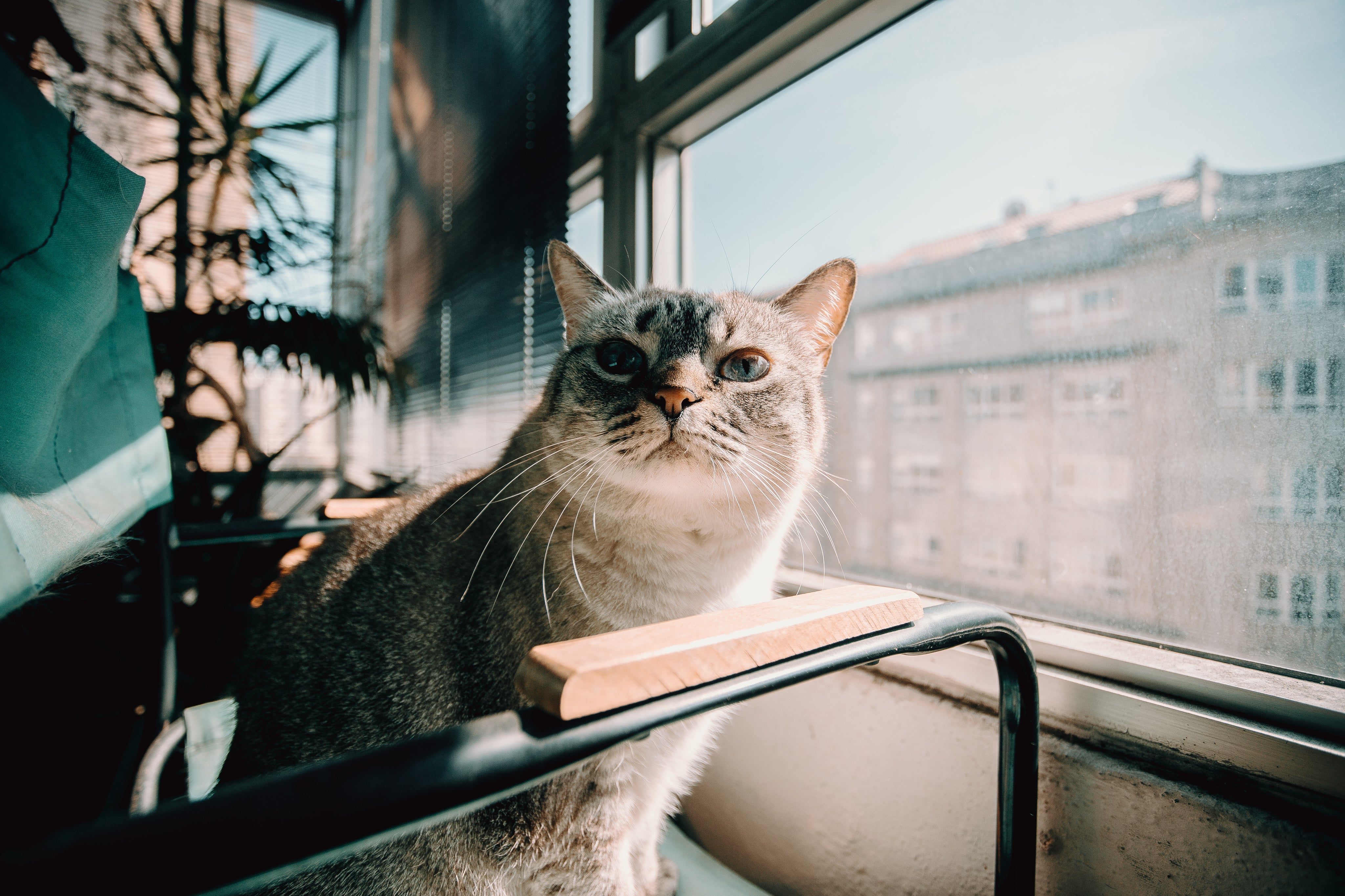 avontuur voor katten 